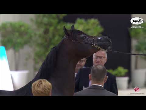 N 389 STAR FARID   EAHS National A H  Championships 2022   Stallions 4   6 Years Old Section B Class