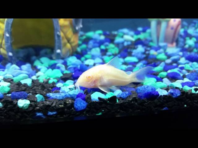 My Freshwater Aquarium - Albino Cory Fish Blinking!