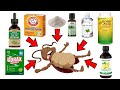 8 Best Natural Baits to Eliminate Cockroaches Fast (DIY COCKROACH KILLER)