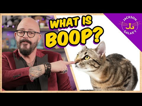 What is BOOP? | Cat Daddy Dictionary