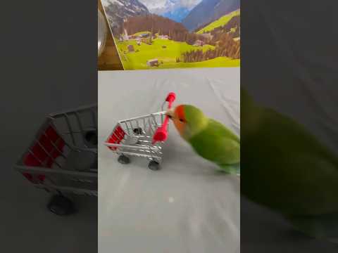 ESSE PAPAGAIO É MUITO ESPERTO 😂😂😂 #shorts #animals