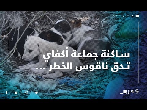 ساكنة جماعة أكفاي نواحي مراكش تدق ناقوس خطر انتشار الكلاب الضالة بعد وفاة طفل بعضة كلب مسعور
