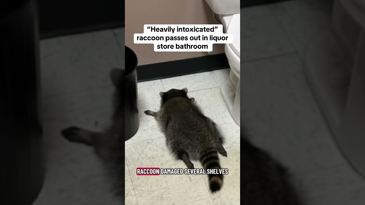 Animal control officers in Virginia responded to an unusual call this weekend.