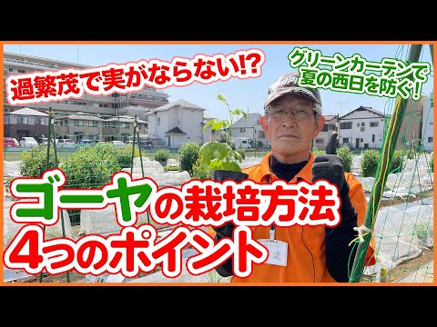 園芸 ゴーヤ、マーゴース、ワンダーアップル