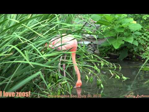 Philadelphia Zoo Flamingo Apart from Others - 4K