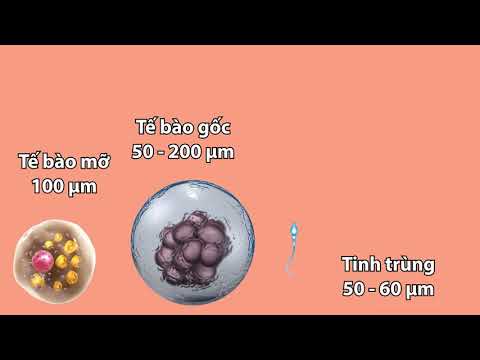 So sánh kích thước các loại tế bào người