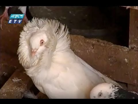কবুতর পালন করে ভাগ্য পরিবর্তন করে দৃষ্টান্ত স্থাপন