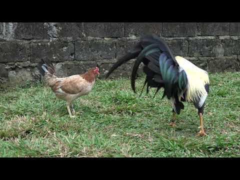 2022 Broodpen, Tonio and MIca Gamefarm, Grey Claret broodpen