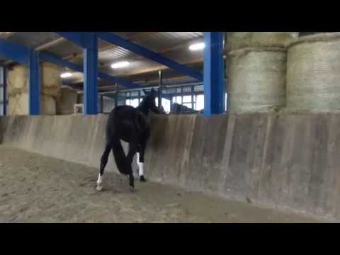 3jährige Stute von Farewell III/Rotspon - for sale -