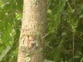 Tree of Heaven identification ( Ailanthus altissima ) video