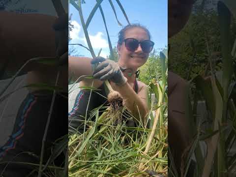 HUGE Garlic Harvest!  Harvest 2023 garlic from the quarter acre.