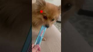 大五郎、お散歩うた🎵#CapCut #前足さんよろしくね #ポメラニアン #ポメラニアンのいる生活#shorts #お散歩 #わんこ #いぬ #犬 #dog #もふもふ #ドイツ在住