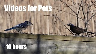 Boardwalk Birds, Squirrels and Forest Friends - 10 Hour CAT TV for Cats to Watch 🐱 - Apr 03, 2024
