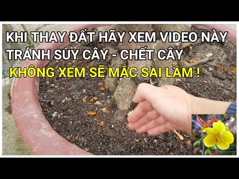 🔴 QBS22118 - THAY ĐẤT CHO CÂY CẦN LƯU Ý NHỮNG ĐIỀU SAU TRÁNH SUY CÂY CHẾT CÂY |THAY ĐẤT CÂY MAI VÀNG