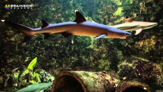 Brainbow - Aquarium 03 Sharks