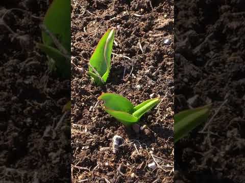 園芸 フォスターのチューリップ