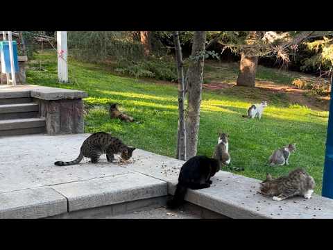 Feeding Stray Cats in the Street: How to Help Feral Cats Safely and Effectively