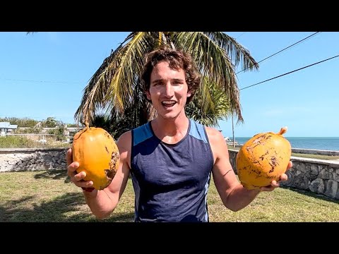 HOW TO CLIMB A COCONUT TREE 🌴🥥