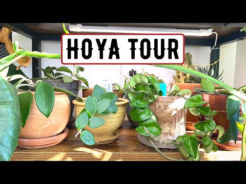 Hoya Tour 2022 | My Entire Collection Of 45+ Varieties Of Hoya