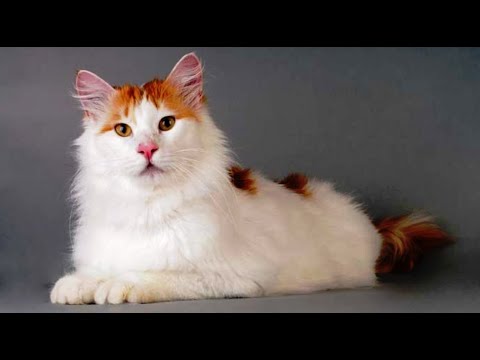 INTERESTING FACTS ABOUT THE TURKISH VAN