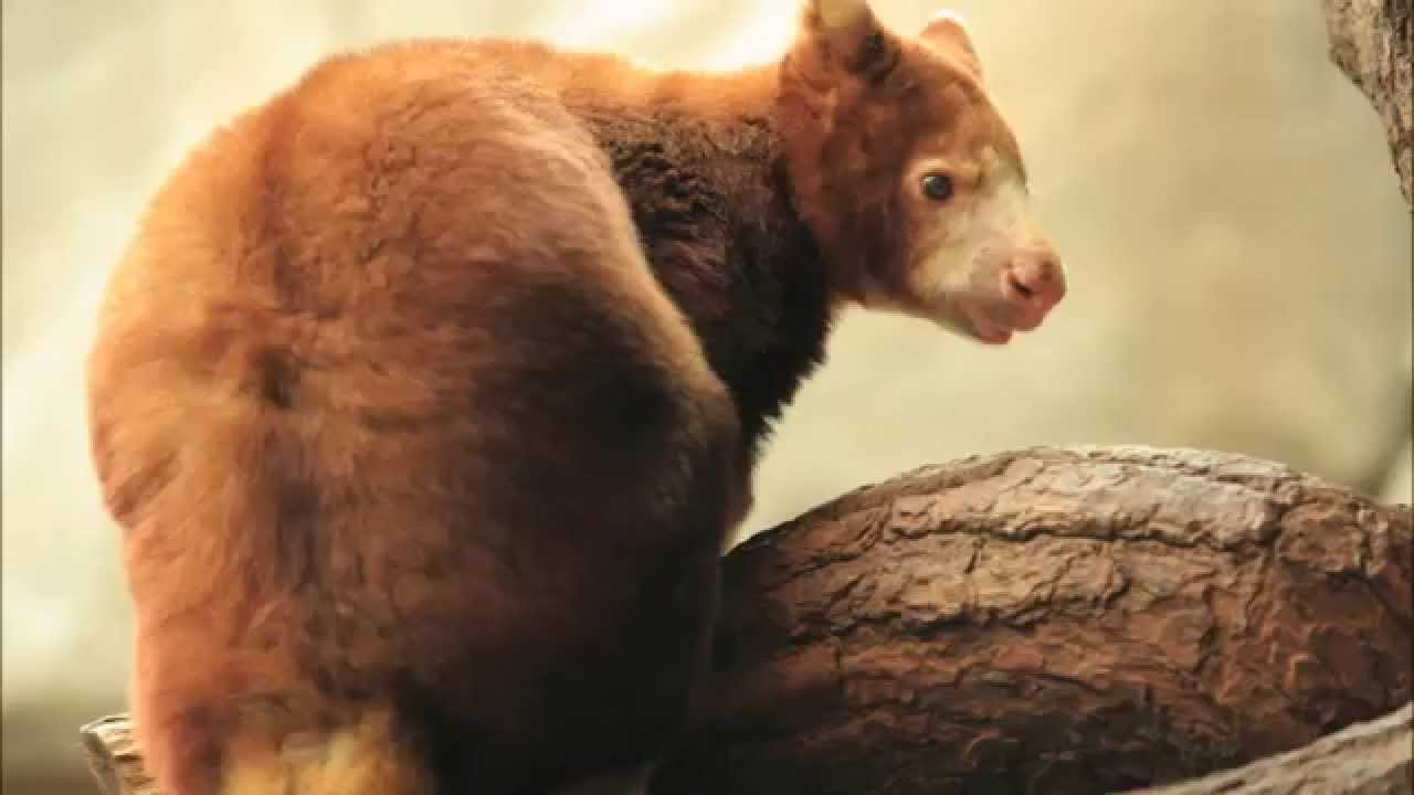 Amazing Facts Tree Kangaroos