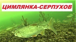 Рыбалка в ланьшино серпуховский район