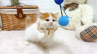 マンチカンの動画02