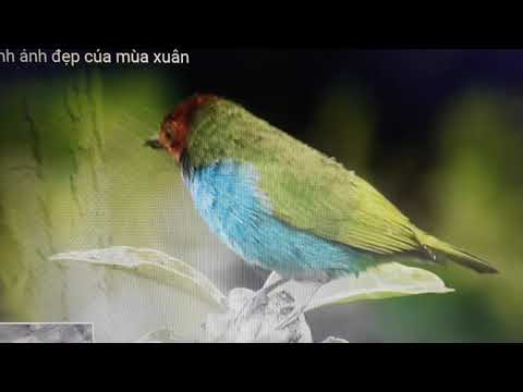 Mùa xuân và em - Nguyễn Tấn