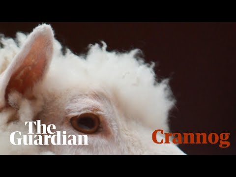 I help animals to die with dignity