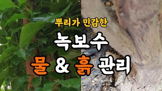 뿌리가 민감한 녹보수 물 & 흙 관리! 잎이 노랗게 바뀐다면... #엉클플랜트 #식물키우기 #녹보수키우기
