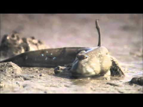 Nature: Animal Misfits