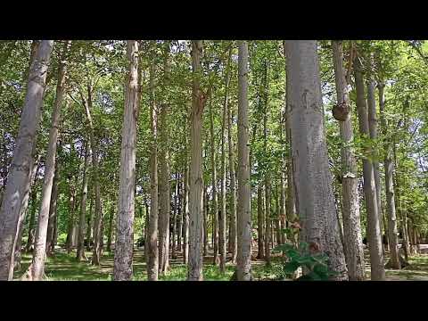 Bombax Ceiba (Sumbal Tree)