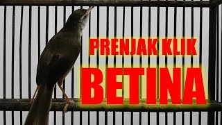 Download lagu Suara KHAS prenjak Klik BETINA Memanggil Prenjak SAWAH Jantan Agar GACOR mp3 Download lagu Suara KHAS prenjak Klik BETINA Memanggil Prenjak SAWAH Jantan Agar GACOR mp3