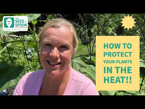 Tips & Tricks to Protect Your Plants in the HOT SUMMER HEAT! – From ...