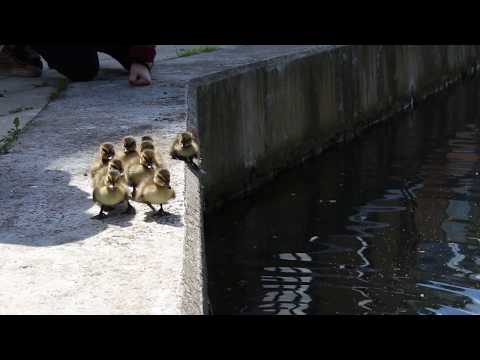 Road to canal: urban duck family head for water in London.