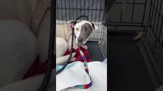 Video preview image #1 American Pit Bull Terrier-Unknown Mix Puppy For Sale in Bellevue, WA, USA