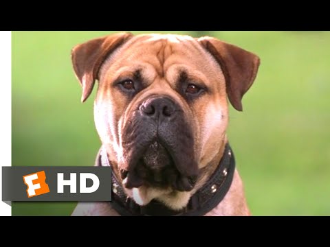 See Spot Run (2001) - The FBI's Top Dog Scene (3/8) | Movieclips