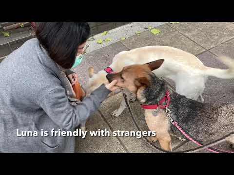 Luna, an adopted Jindo & Labrador Retriever Mix in San Mateo, CA_image-1