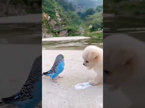 Friendship / puppy and bird . A beautiful moment #394 -#shorts