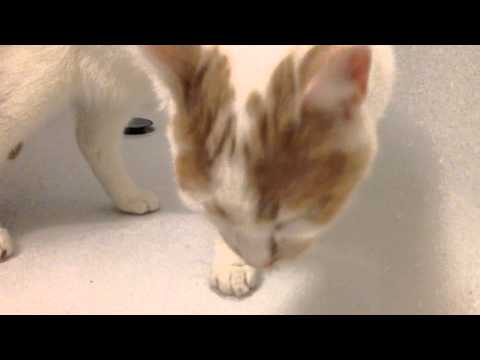 Kater Knut beim Pfotenwaschen