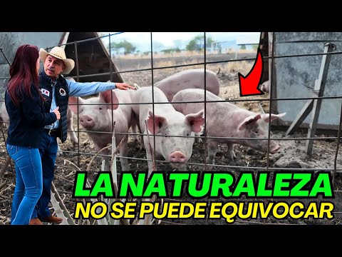 FREE, STRESS-FREE, ANTIBIOTICS-FREE PIGLETS - Alma Coronel