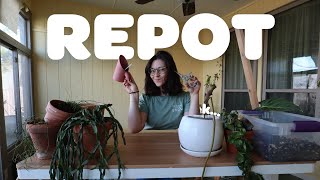 REPOT W/ ME Q&A! | settling into the new house, new planty places, and how to feel more at home