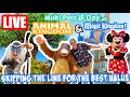 Live Multi Pass Morning Animal Kingdom EPCOT Magic Kingdom Rides More Disney World Livestream