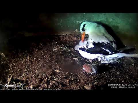 White-tailed Tropicbird Chick
