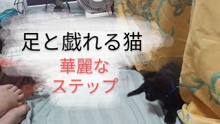 猫動画 足が好きな猫 華麗なステップ♪ よっぴぃ動画