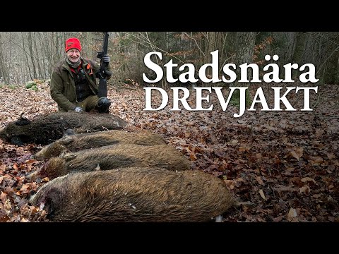 Jaktresan: Stadsnära drevjakt – Jonas fäller fem vildsvin i första såten