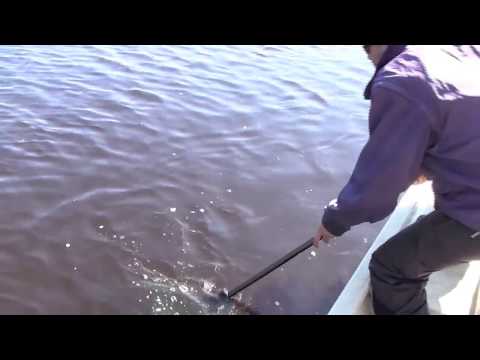 Metrihaukea keväällä - Hauenkalastus - Spintube - Eumer - Kalastus