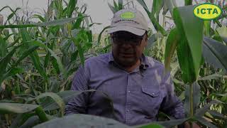 Miniatura: Innovación en semillas de maíz para Guatemala