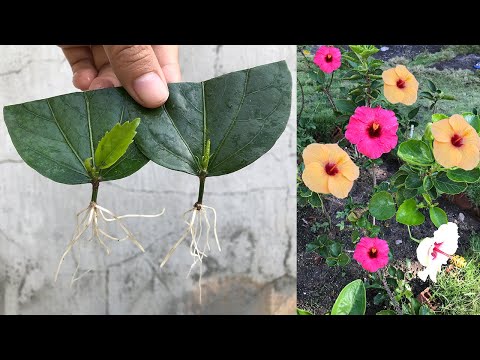 Versuchen Sie, Hibiskusblüten aus Blättern zu vermehren