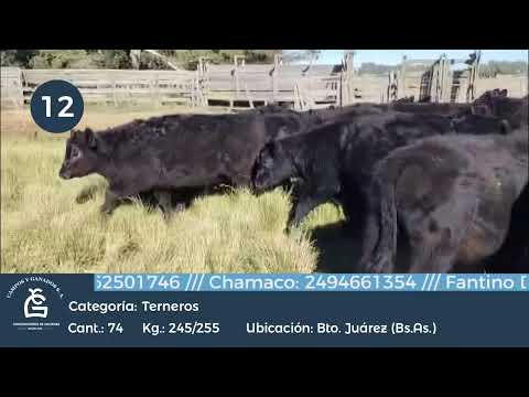 Lote Machos - Bto Juárez Bs As